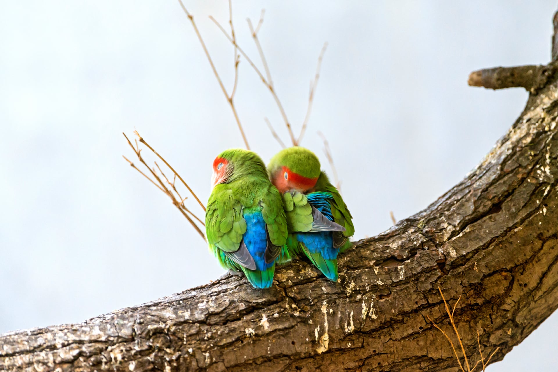 Rosy Faced Lovebirds at 1280 x 960 size wallpapers HD quality