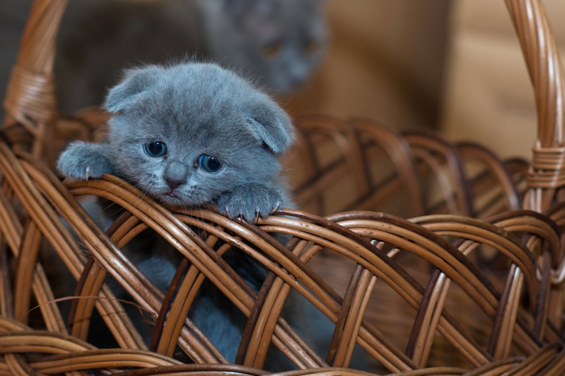 Russian Blue Kitten at 1024 x 1024 iPad size wallpapers HD quality