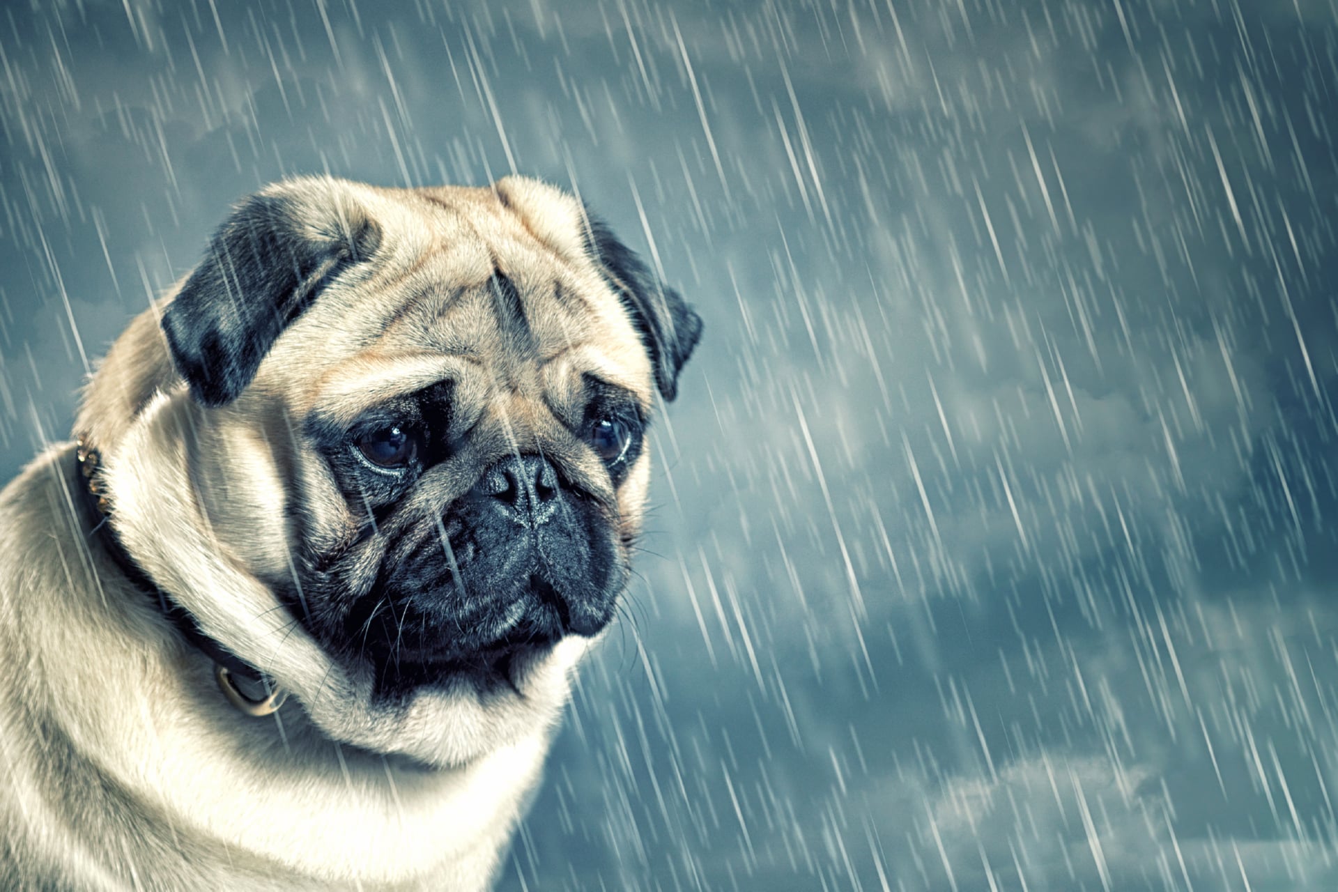 Sad Pug at 750 x 1334 iPhone 6 size wallpapers HD quality