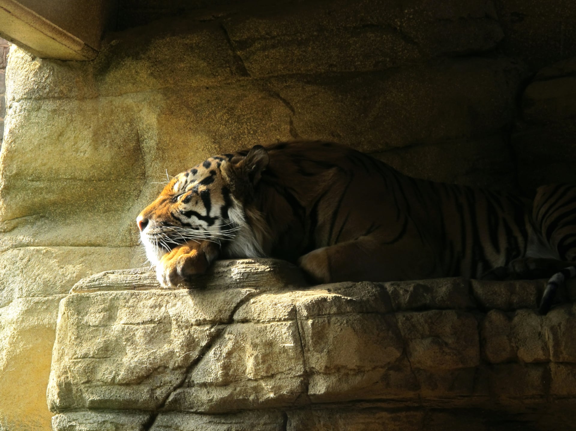 Sleeping Tiger at 1280 x 960 size wallpapers HD quality