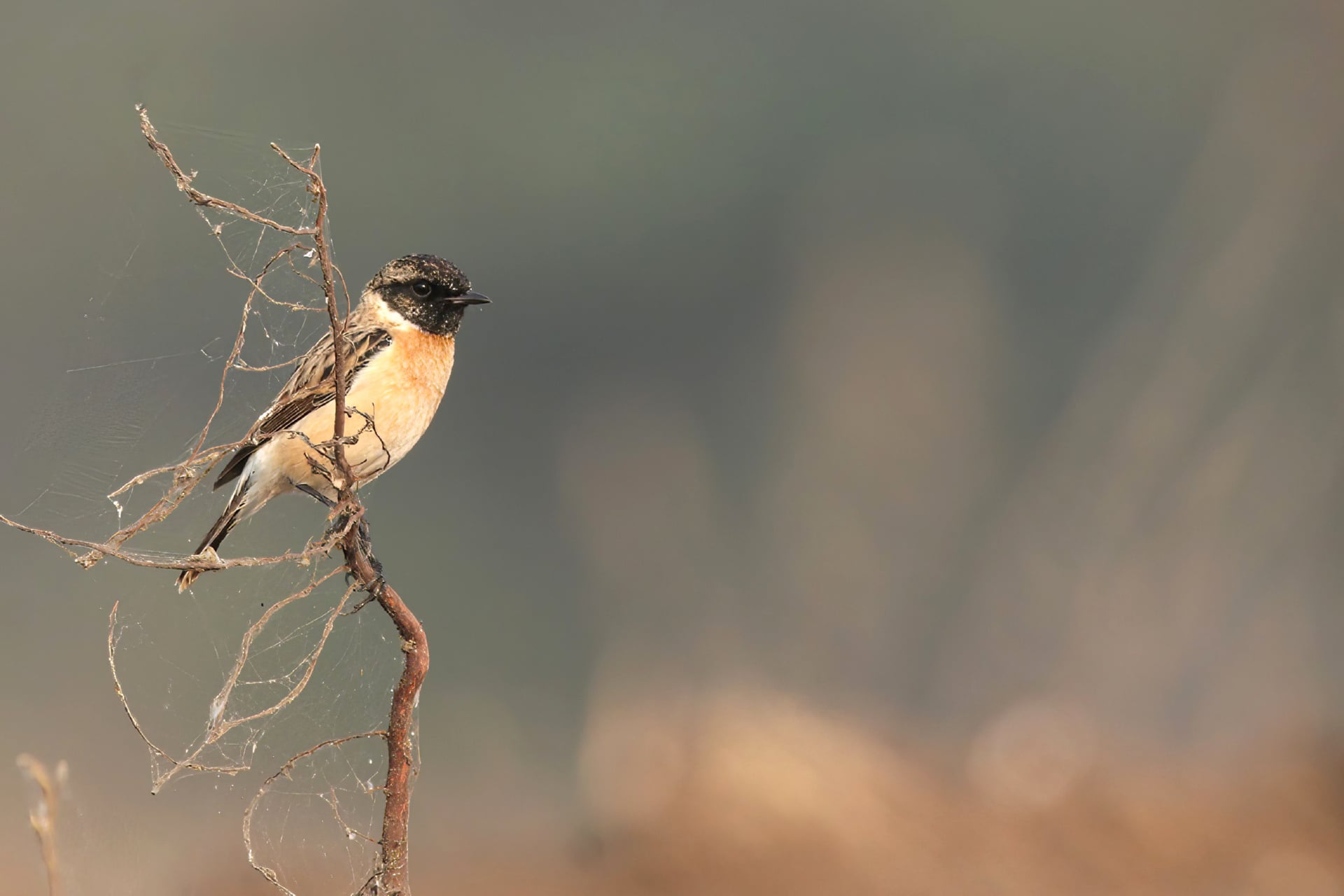 Stonechat at 2048 x 2048 iPad size wallpapers HD quality