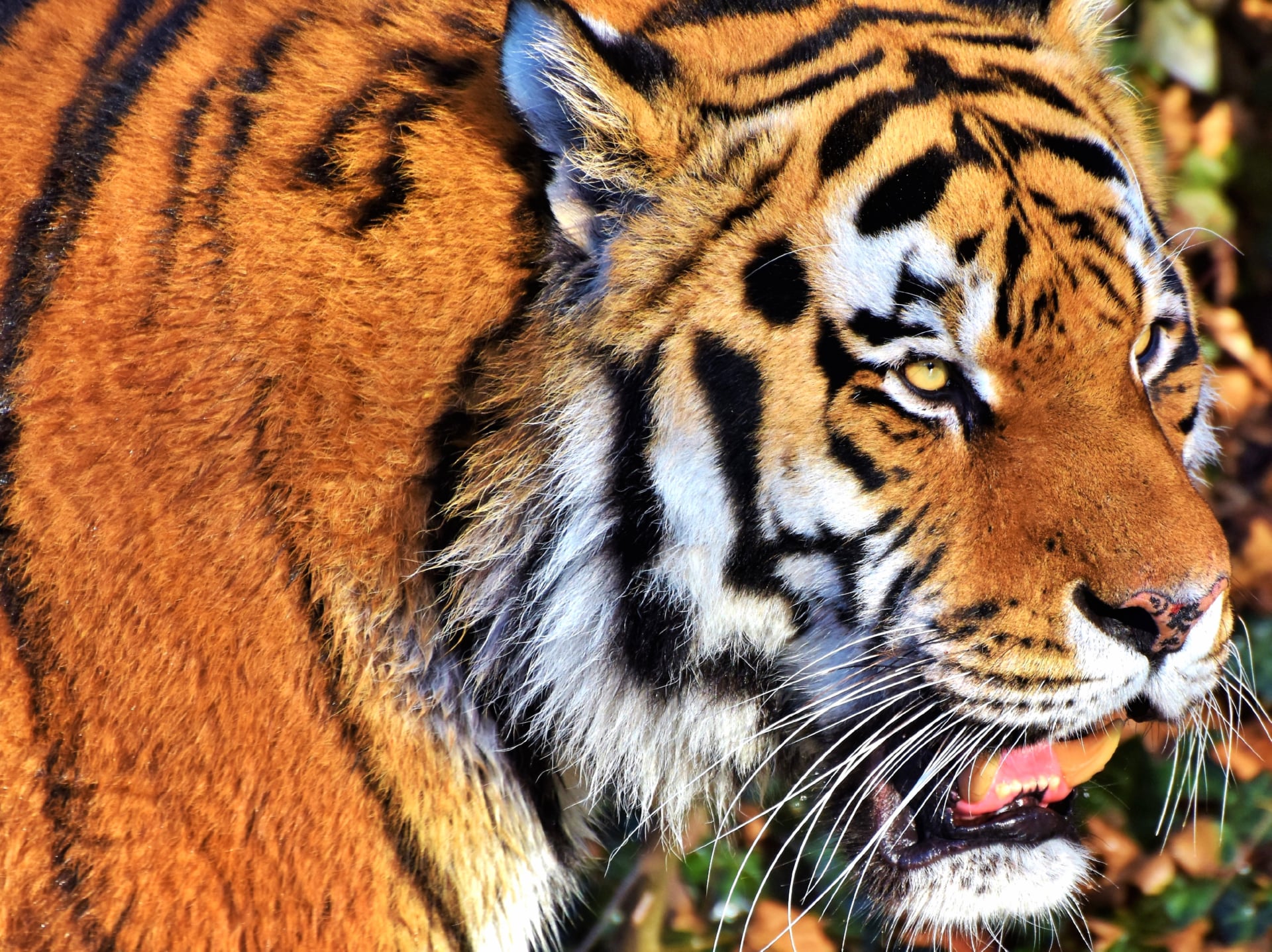 Tiger face at 1152 x 864 size wallpapers HD quality