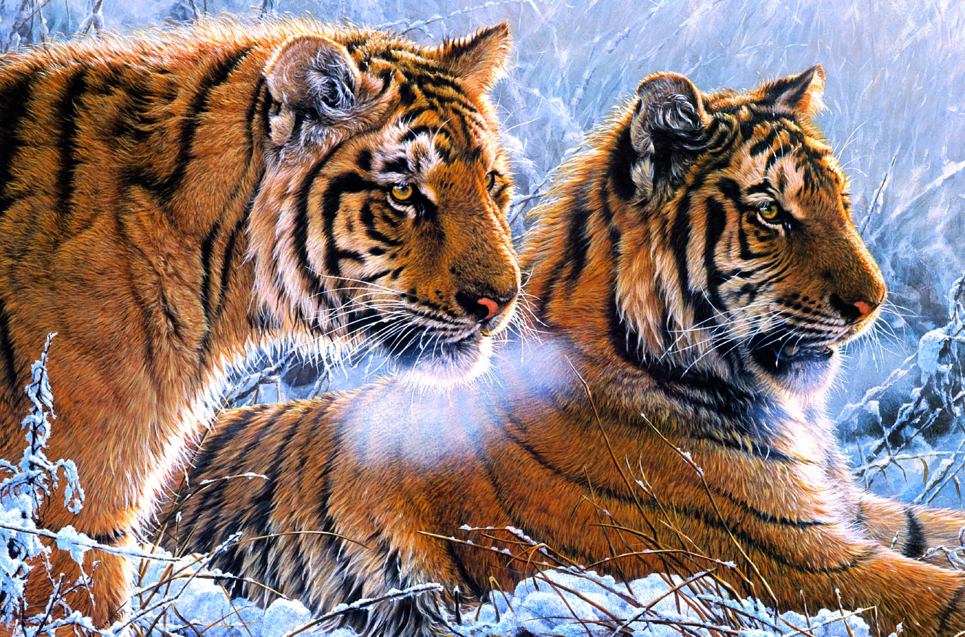 Tigers at 1024 x 1024 iPad size wallpapers HD quality