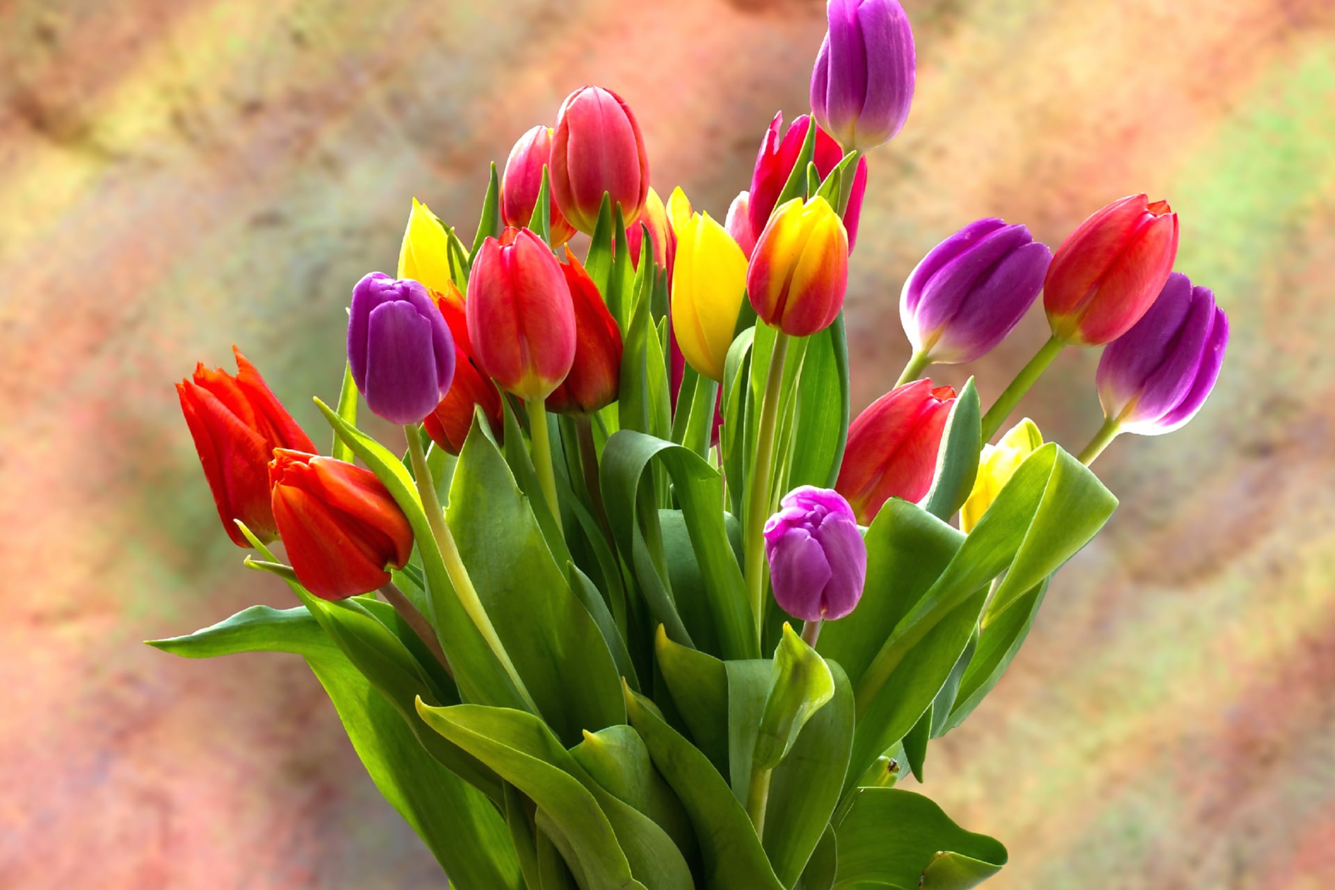 Tulip Bouquet at 1152 x 864 size wallpapers HD quality