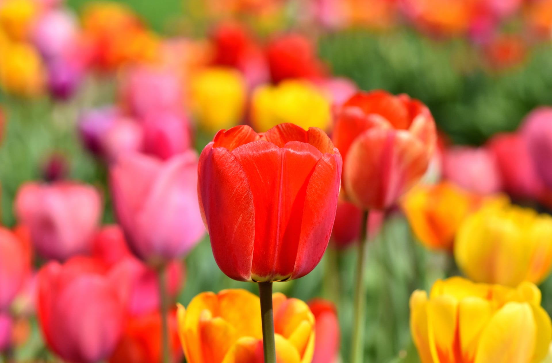 Tulip Field at 750 x 1334 iPhone 6 size wallpapers HD quality