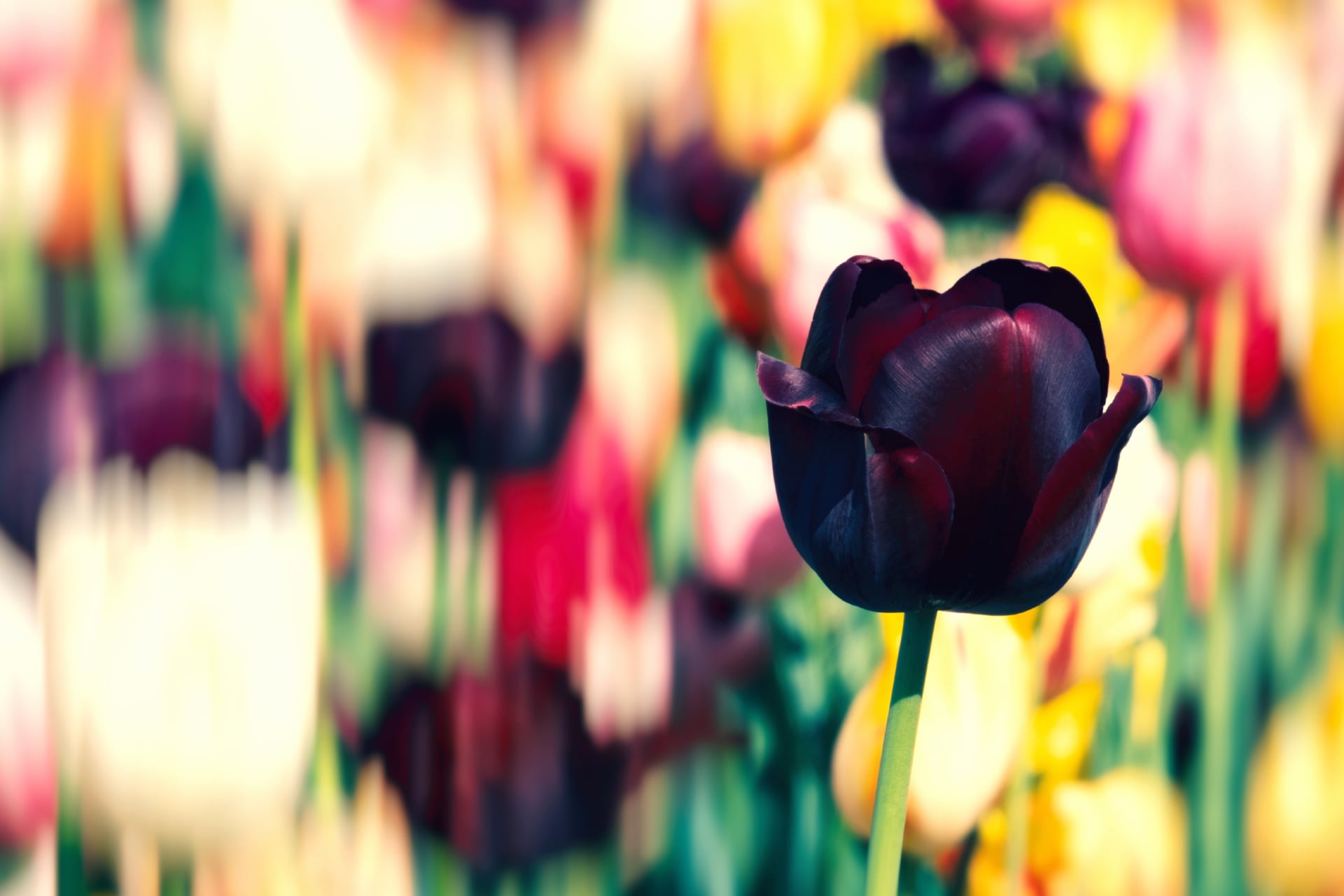 Tulip flowers at 1600 x 1200 size wallpapers HD quality