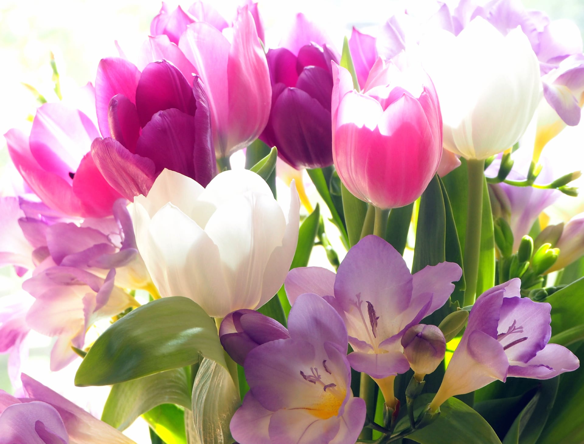 Tulips wallpapers HD quality