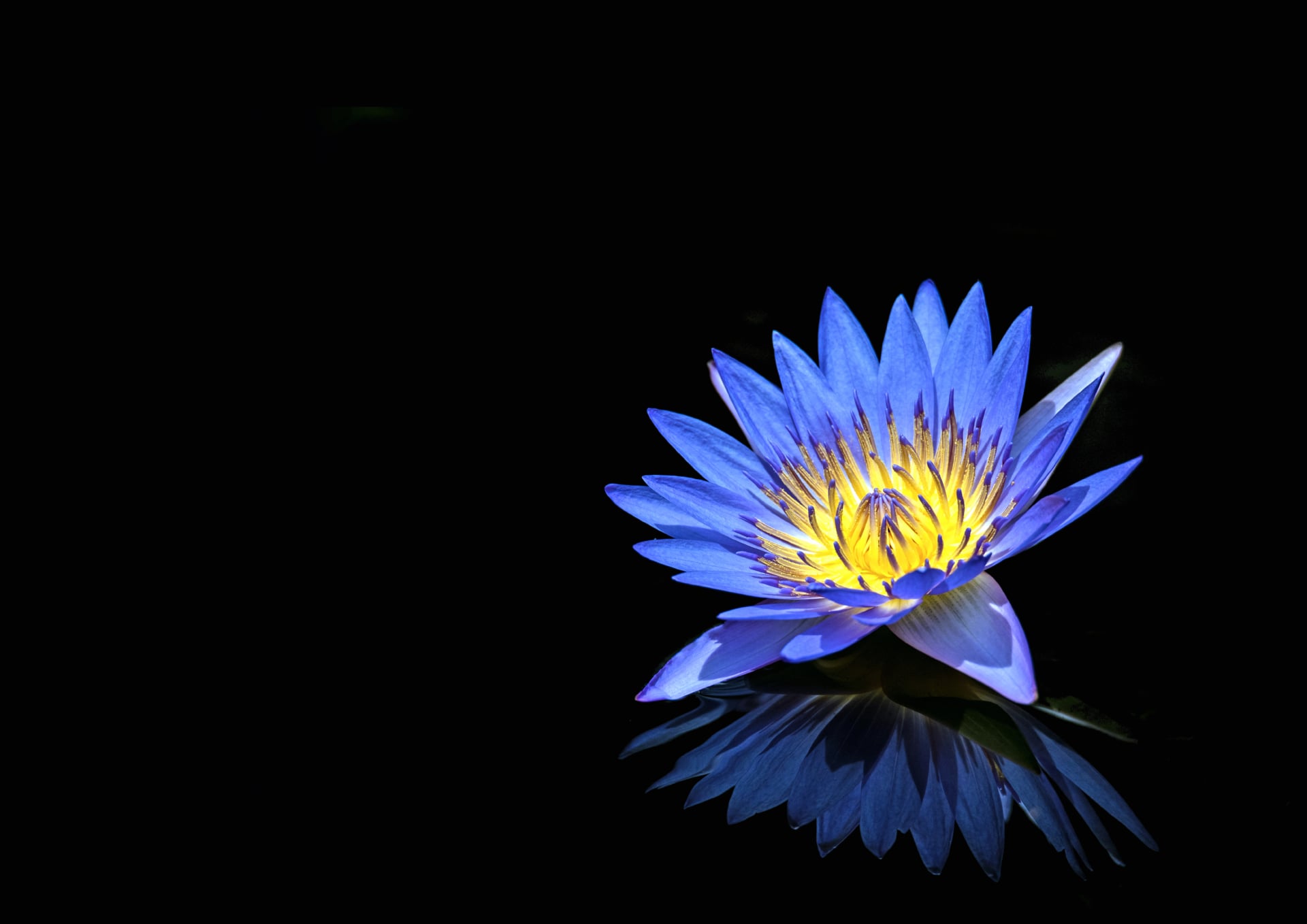 Water Lilly at 1334 x 750 iPhone 7 size wallpapers HD quality