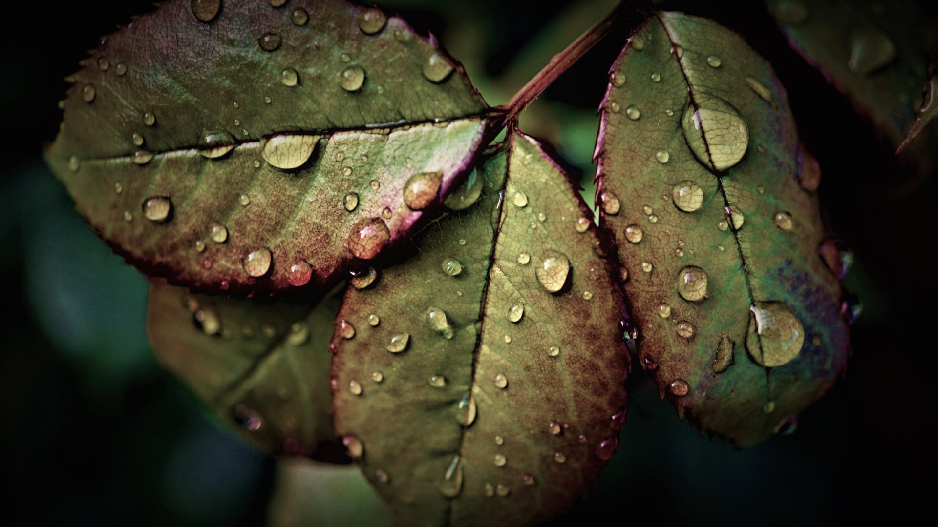 Wet Leaves at 1024 x 1024 iPad size wallpapers HD quality