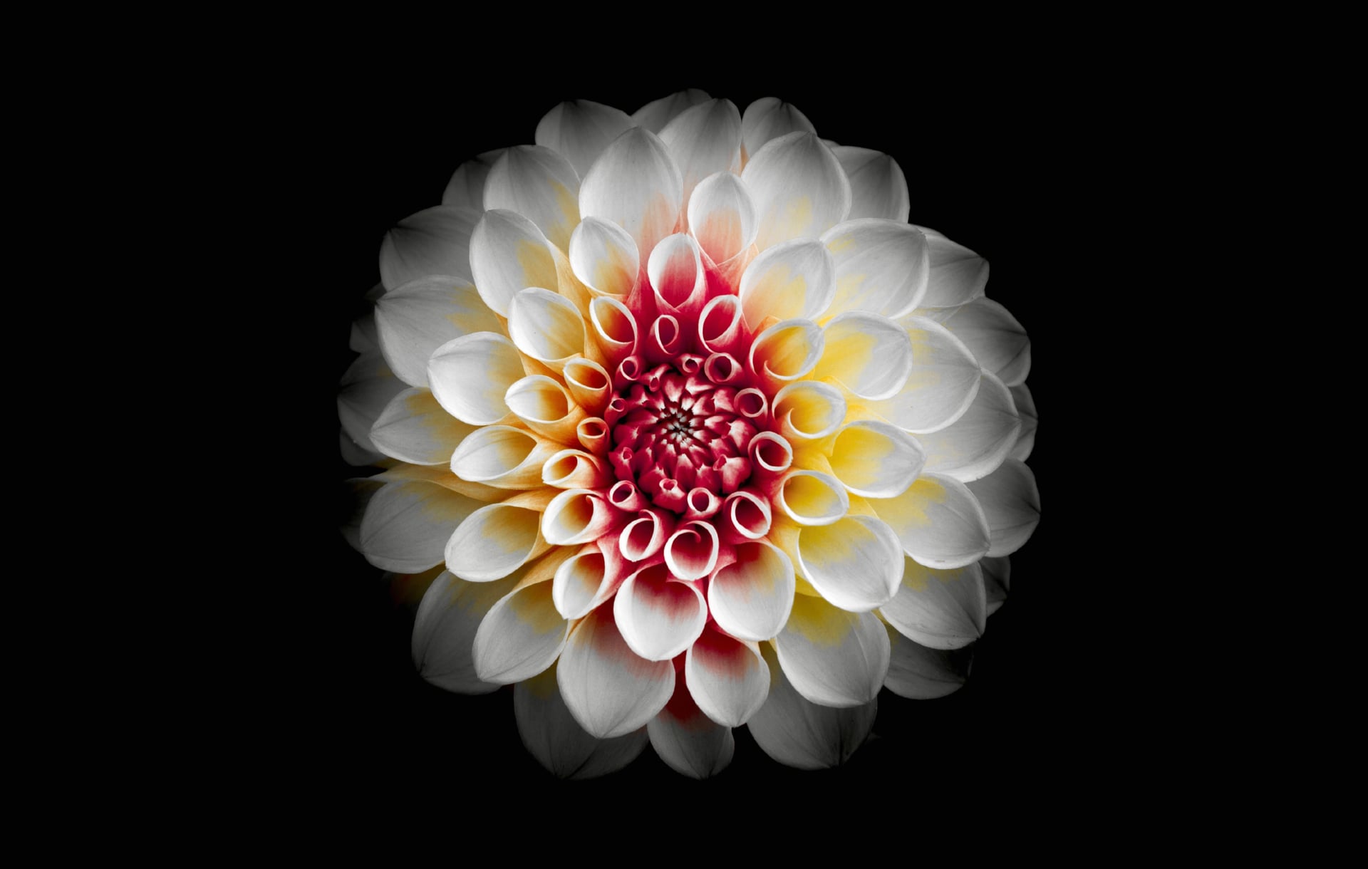 White Dahlia at 2048 x 2048 iPad size wallpapers HD quality