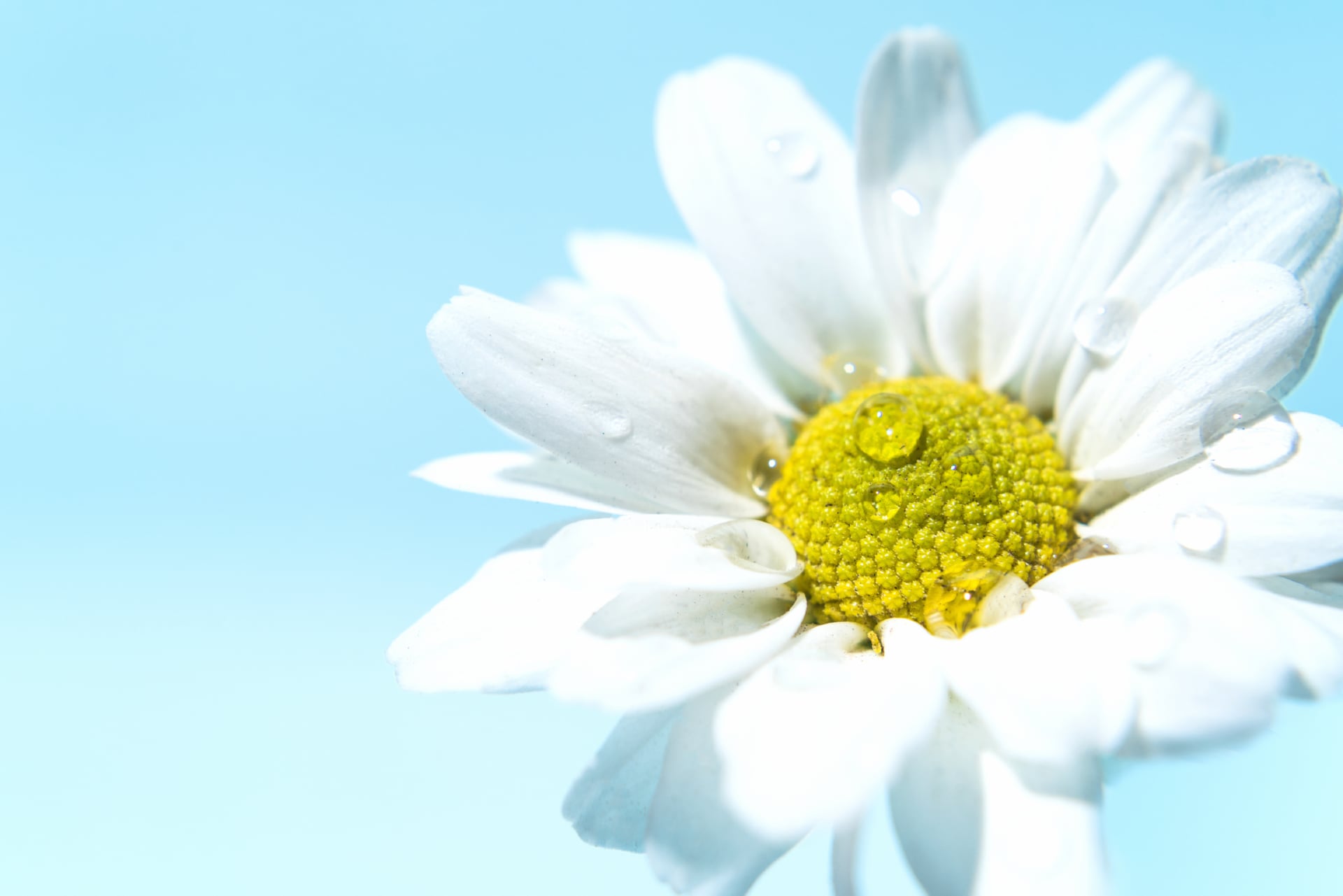 White daisy at 1024 x 1024 iPad size wallpapers HD quality