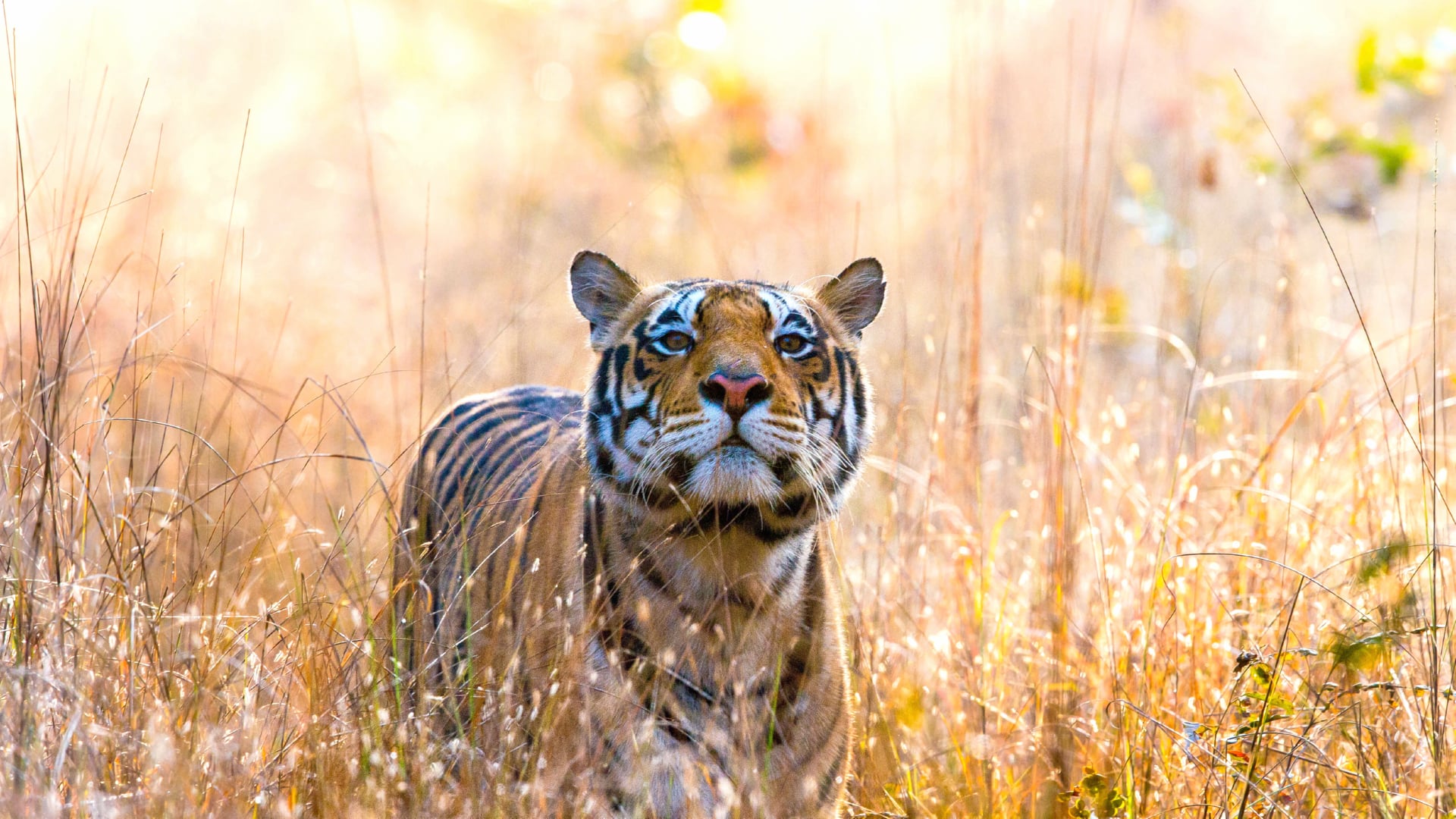 Wild Tiger at 2048 x 2048 iPad size wallpapers HD quality