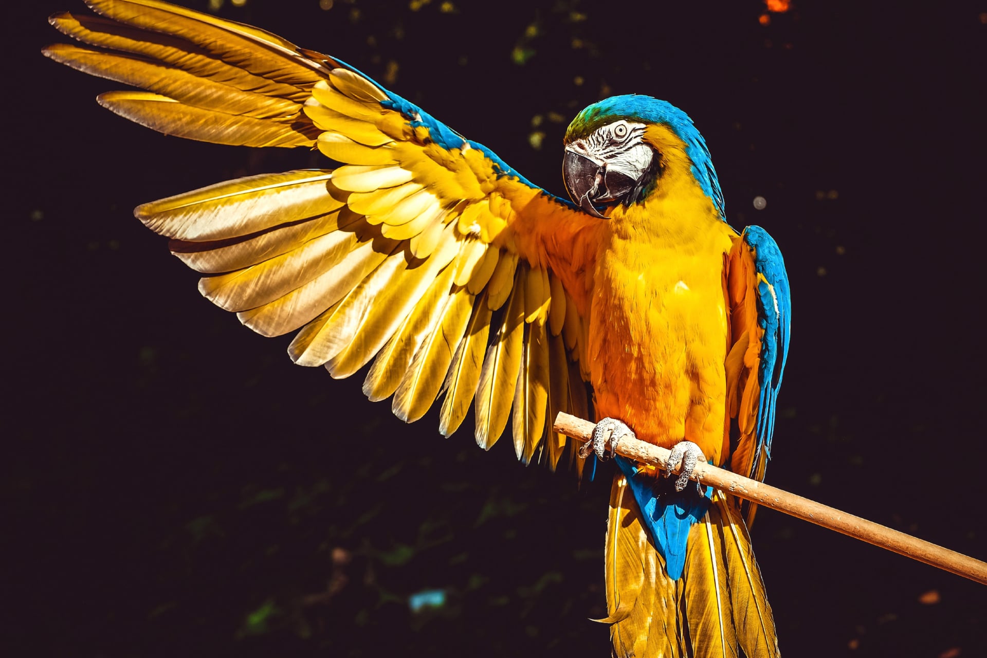 Yellow Macaw at 1024 x 768 size wallpapers HD quality