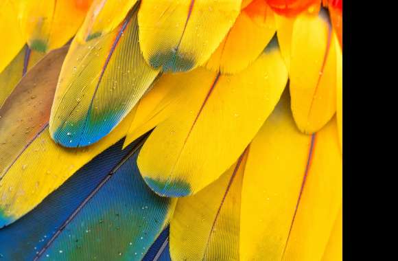 Abstract Macaw Feathers wallpapers hd quality