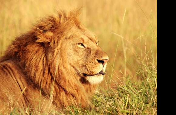 African Lion wallpapers hd quality