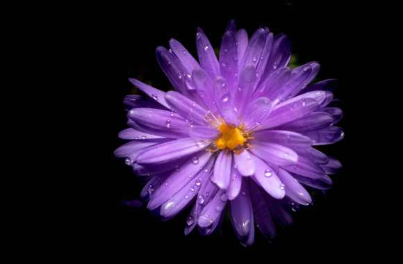 Aster flower wallpapers hd quality