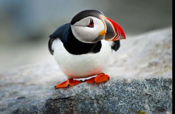 Atlantic puffin wallpapers hd quality