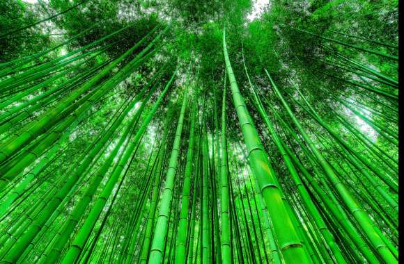 Bamboo Grove wallpapers hd quality