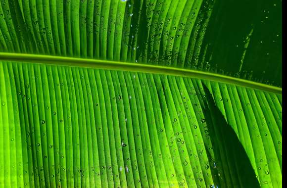 Banana Leaf