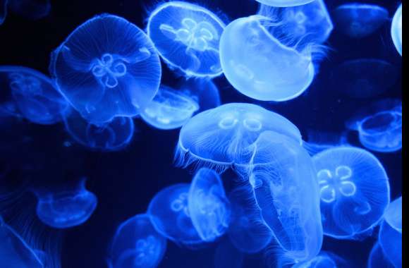 Blue Jellyfish wallpapers hd quality