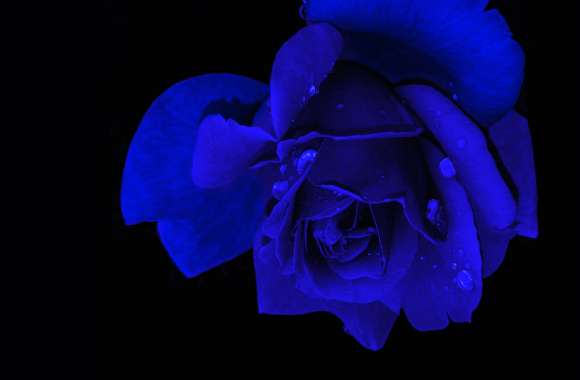 Blue rose wallpapers hd quality