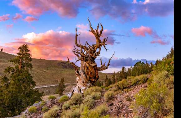 Bristlecone pine tree