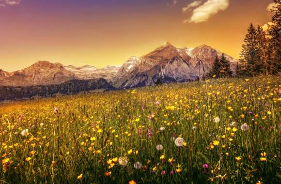Buttercup field wallpapers hd quality