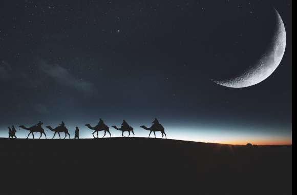 Camels wallpapers hd quality