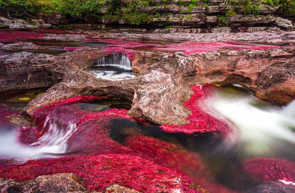 Caño Cristales wallpapers hd quality