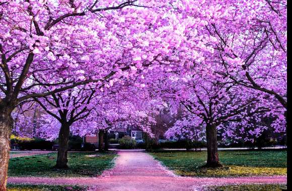 Cherry Blossom Trees wallpapers hd quality