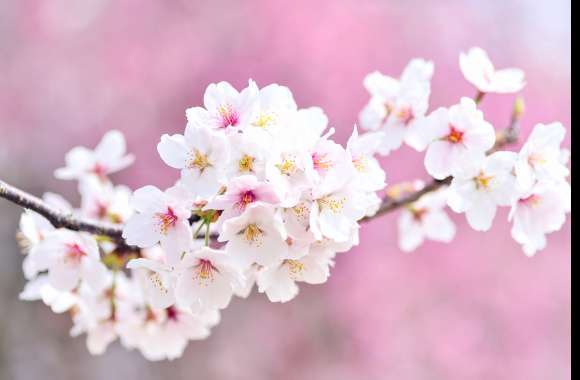 Cherry flowers wallpapers hd quality