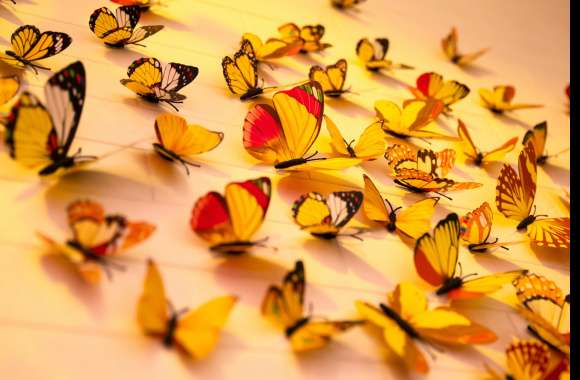 Colorful butterflies wallpapers hd quality