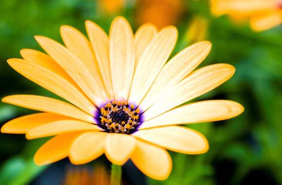 Daisy flower wallpapers hd quality