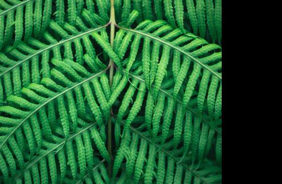 Fern plant wallpapers hd quality