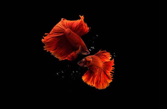 Fishes wallpapers hd quality