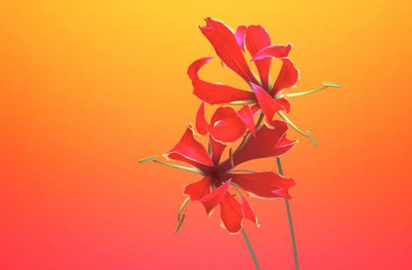 Flame lily wallpapers hd quality