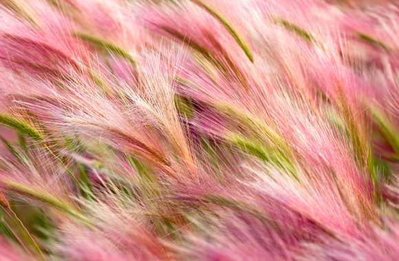 Foxtail Barley wallpapers hd quality