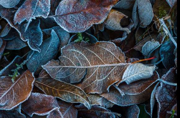 Frozen Leaves