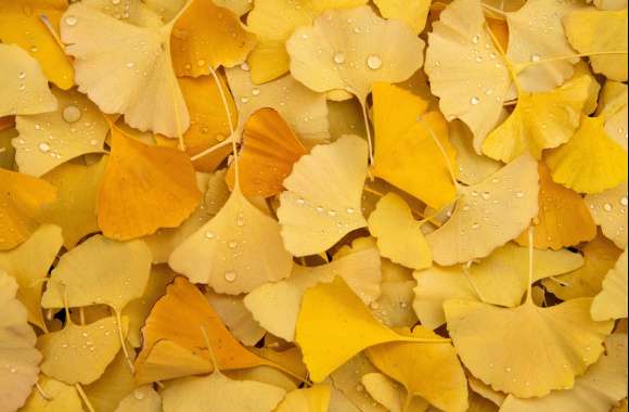 Ginkgo Leaves wallpapers hd quality