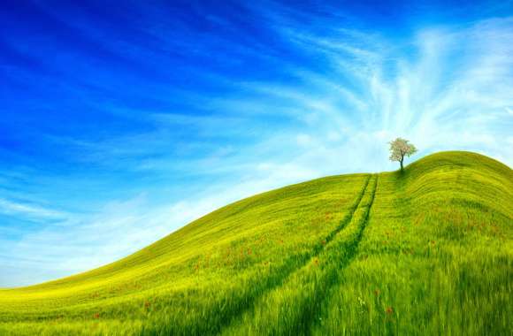 Grass Landscape wallpapers hd quality
