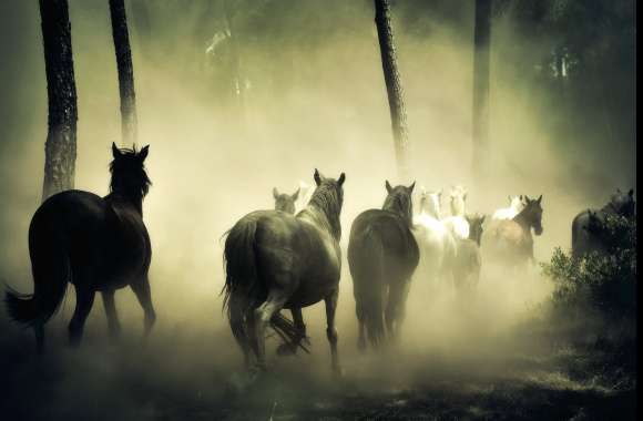 Horses wallpapers hd quality
