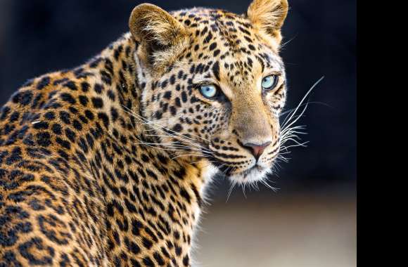Leopardess wallpapers hd quality