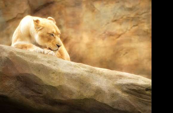 Lioness wallpapers hd quality