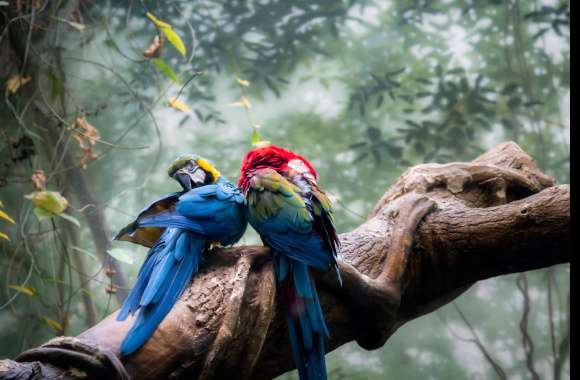 Macaw birds wallpapers hd quality