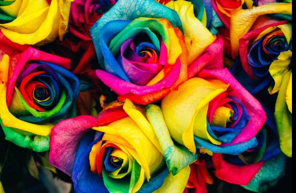 Multicolor Roses wallpapers hd quality