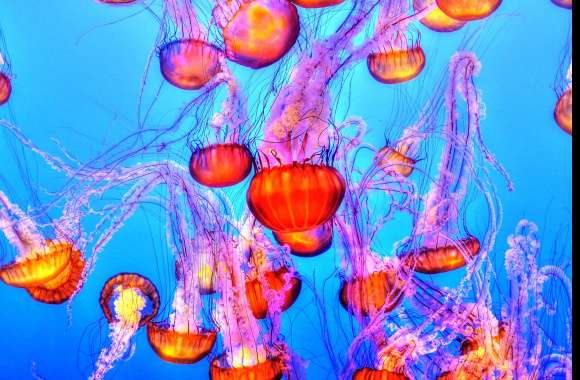 Orange Jelly Fishes wallpapers hd quality