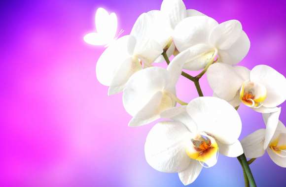 Orchid flowers wallpapers hd quality