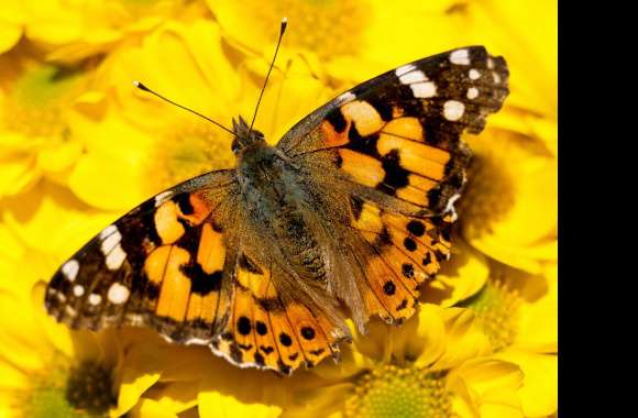 Painted Lady wallpapers hd quality