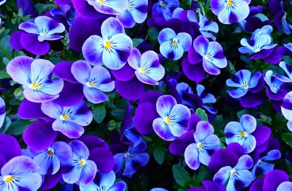 Pansy flowers wallpapers hd quality