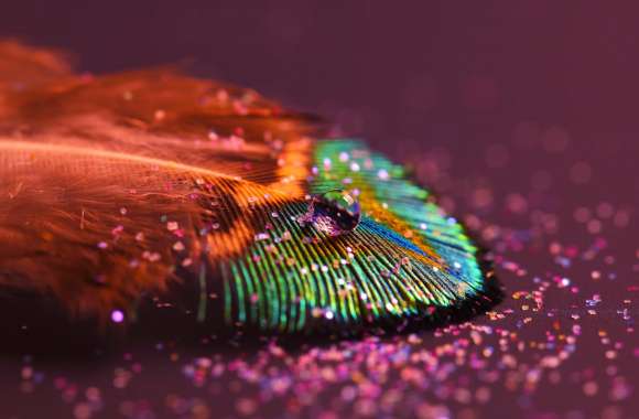 Peacock feather wallpapers hd quality